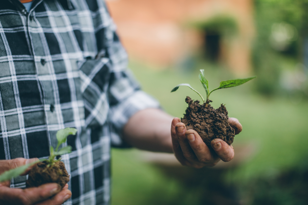 Planting Eco Friendly Garden